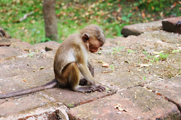 istock baby simian is playing in the ground 1282582493