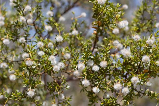 istock LARREA TRIDENTATA FRUIT - JOSHUA TREE NP - 061720 A 1282582519