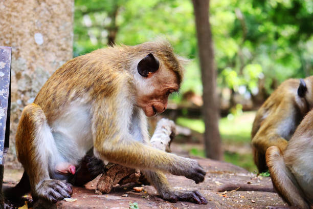 istock baby simian is playing in the ground 1282582523