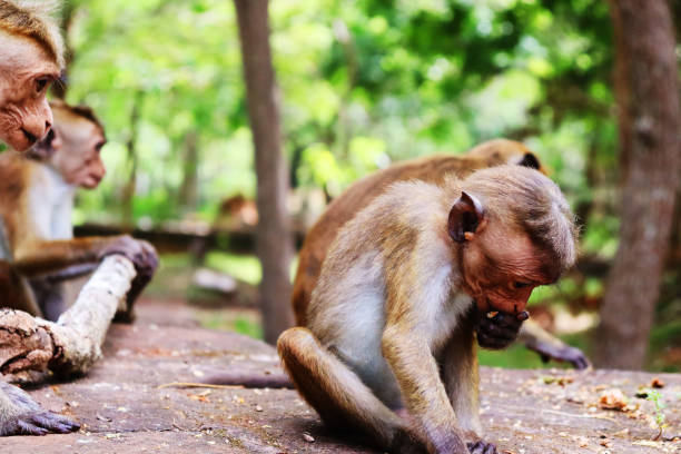 istock baby simian is playing in the ground 1282582532