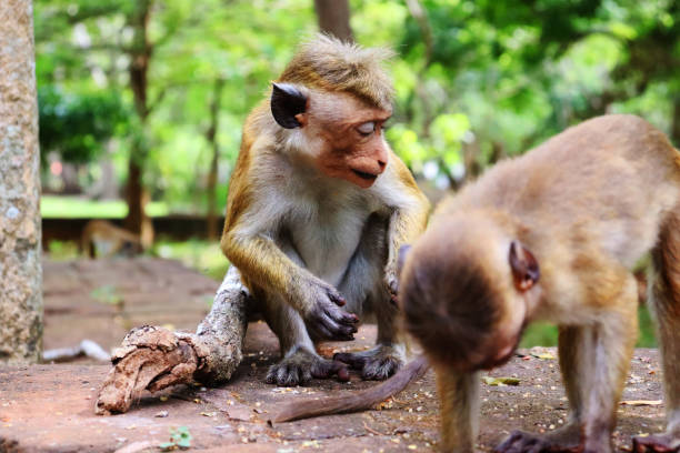 istock baby simian is playing in the ground 1282582562