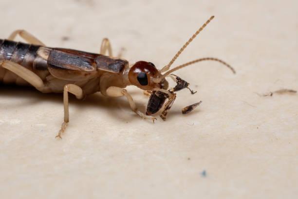 istock Adult Shore Earwig 1282583546