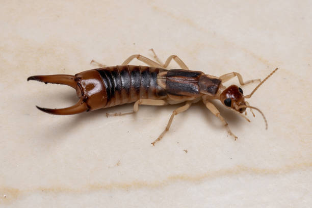 istock Adult Shore Earwig 1282583584