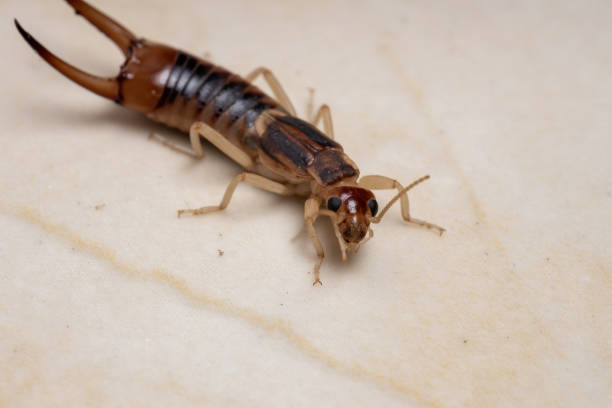 istock Adult Shore Earwig 1282583612