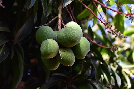 A cluster of green mangoes ready to be eaten.