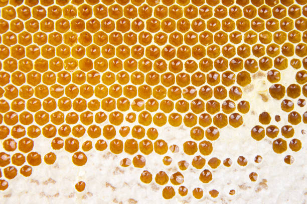 istock Fresh bee honey in combs. natural food background texture 1282583712