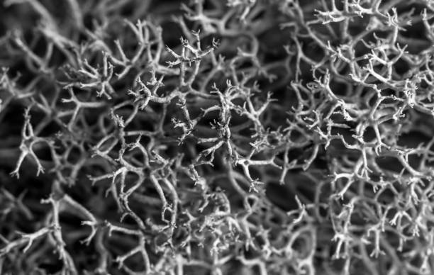istock abstract texture, background. Black and white macro photo of a moss 1282588347