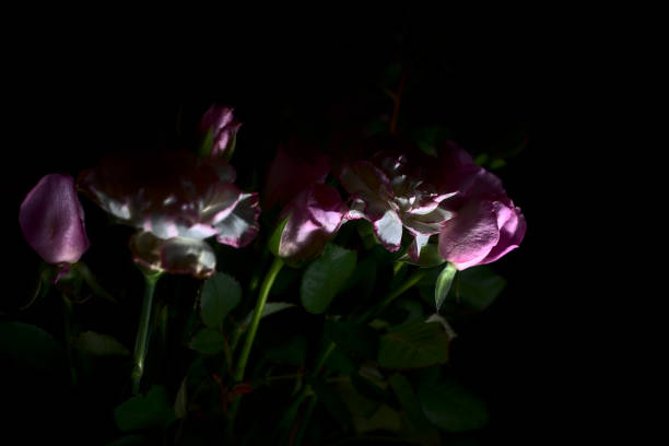 Pink carnations and pink roses in the dark