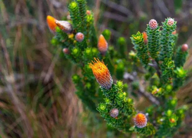 Flower of the Chuquiragua plant (Chuquiraga jussieui), known as the flower of the Andes climber, Ecuador.