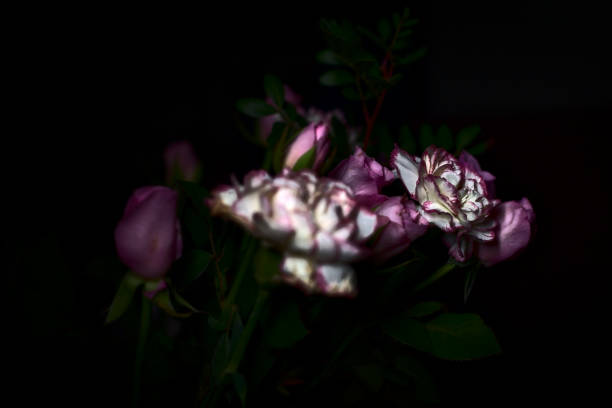 Pink carnations and pink roses in the dark