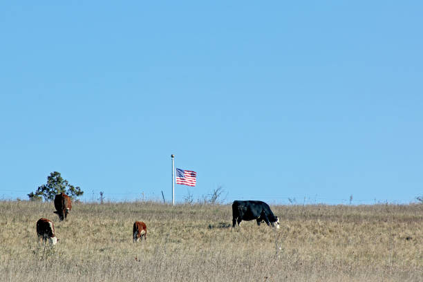 istock Four Cows and a flag on a hillside windy day 1282590383