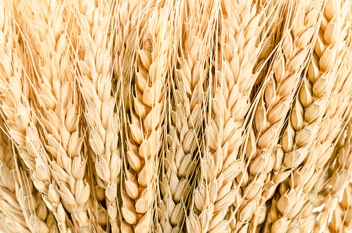 Texture of wheat as background.