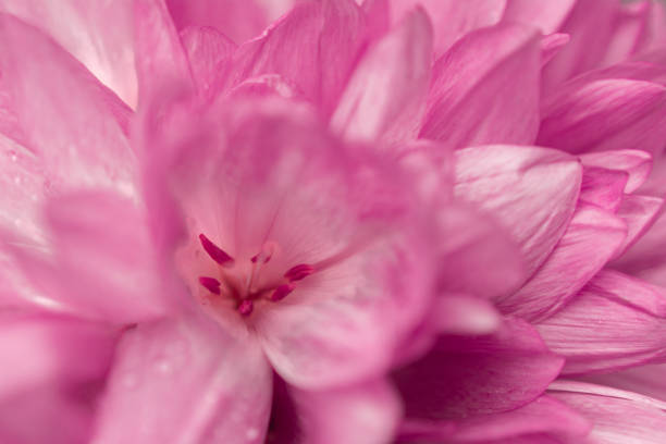 istock Beautiful fresh tulips with water drops 1282591187