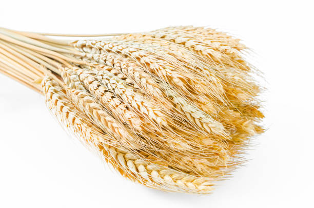 fascio di grano isolato su bianco - wheat bundle bouquet food foto e immagini stock