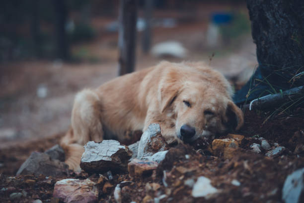 istock The Golden Dog is sleeping happily under the tree. 1282594321
