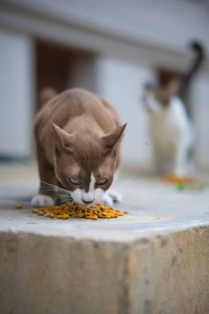 istock The cat is eating the grain on the cement 1282594497
