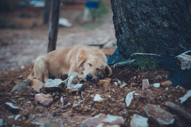 istock The Golden Dog is sleeping happily under the tree. 1282595184