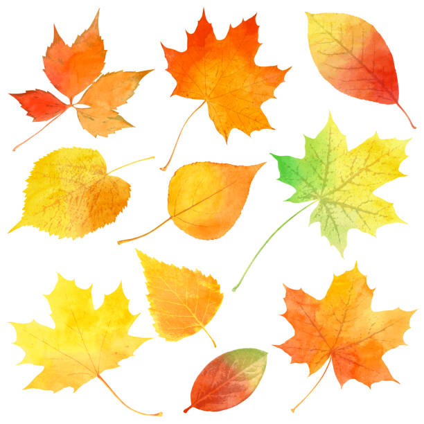 ilustraciones, imágenes clip art, dibujos animados e iconos de stock de hojas de otoño acuarela - leaves