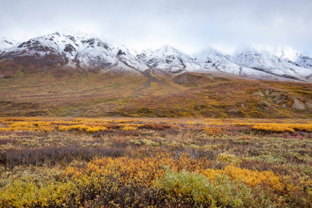 Scenic Tundra panorama view at Denali National Park Alaska in fall