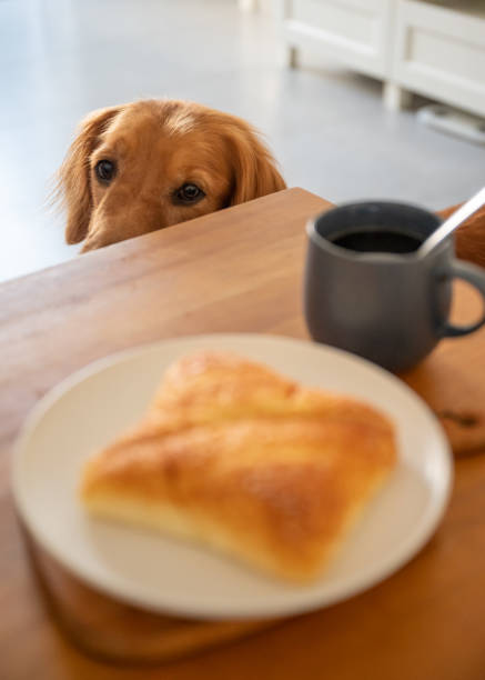 istock Golden Retriever looking at food on the table 1282598828
