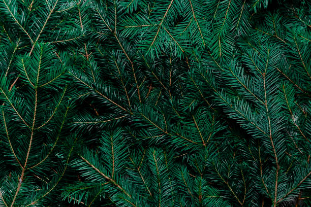 istock Fir tree background. Top horizontal view copyspace nature and holiday background concept 1282600502