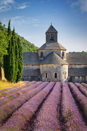 Vibrant colorful purple Lavender Field in front of the historic Sénanque Abbey - Abbeye Notre-Dame de Senanque - Notre-Dame de Sénanque - built in the year 1178 - under blue summer sky.  Monks who live at Senanque grow lavender and tend honey bees for their livelihood. Senanque Abbey, close to Gordes, Vaucluse, Provence, France, Europe
