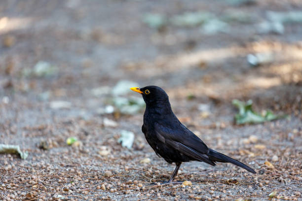 istock Blackbird walk in a park 1282605830