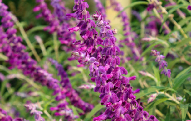 istock Purple salvia flowers 1282607589