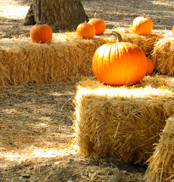 Pumpkin at sunset on a bale of hay.