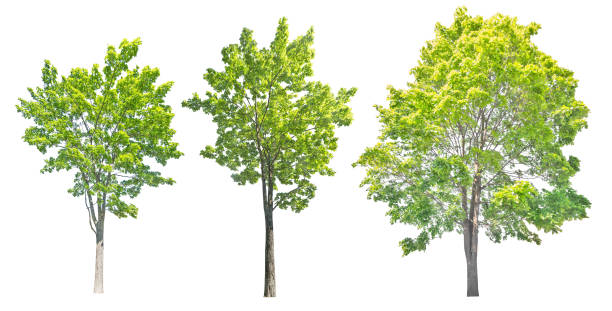 istock three bright green large maple trees on white 1282610134
