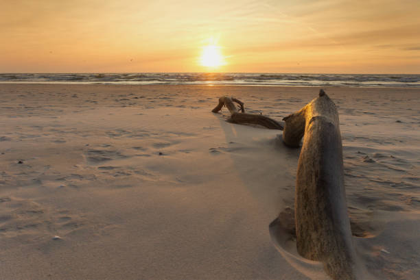 istock Old tree branch half buried in beach sand 1282610243