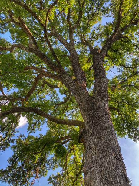 istock Tall Texas Native Elm Tree 1282613332