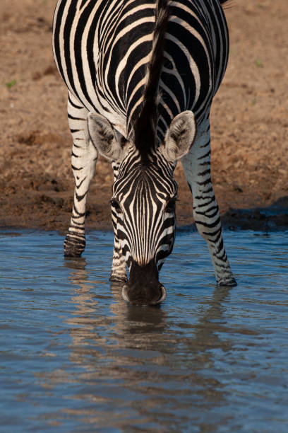 istock Southern Plains Zebra 1282614932