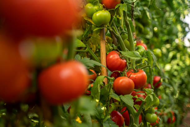 bio-tomaten, die in einem gewächshaus oder tomatenfeld wachsen - beefsteak tomato stock-fotos und bilder
