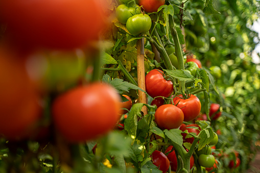 Organic tomatoes growing in a greenhouse or tomato field