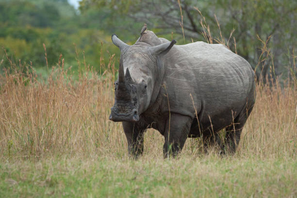 istock White Rhino 1282615876