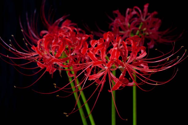Red Spider Lilies stock photo
