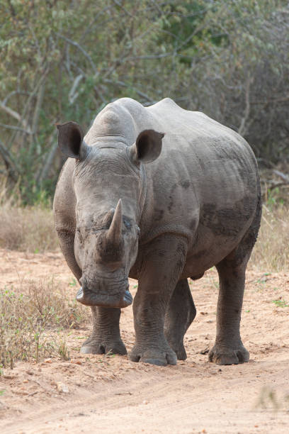 istock White Rhino 1282616212