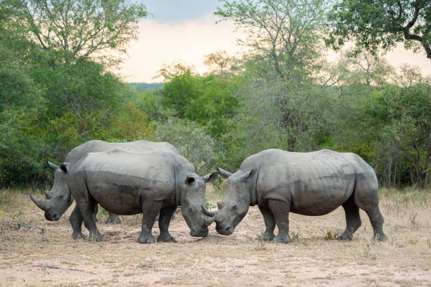istock White Rhino Crash 1282616213