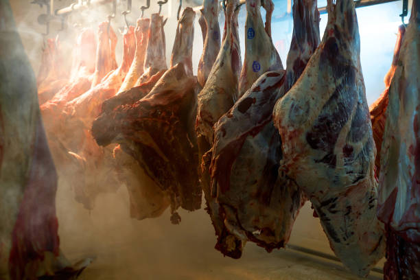 Pork carcasses suspended on hooks stock photo