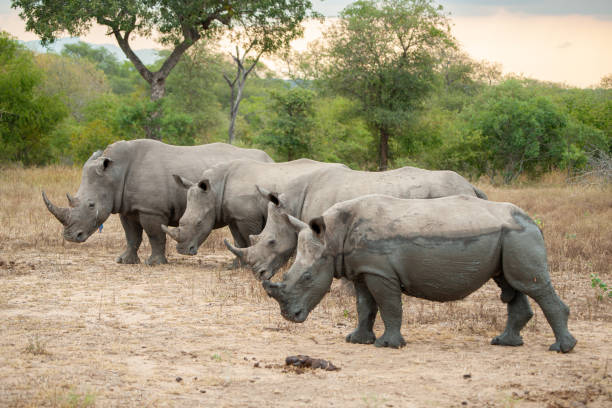 istock White Rhino Crash 1282617168