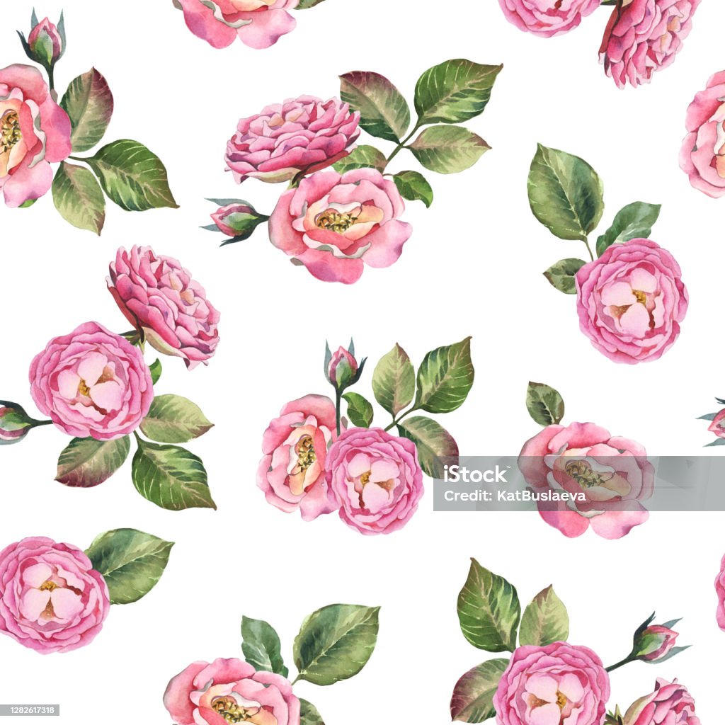 Hoa Văn Liền Mạch Màu Nước Hoa Hồng Hồng Với Lá Trên Nền Trắng ...