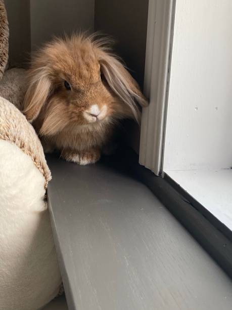 istock Curious bunny 1282617979