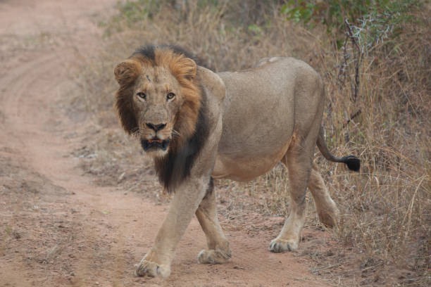 istock Male Lion 1282618083
