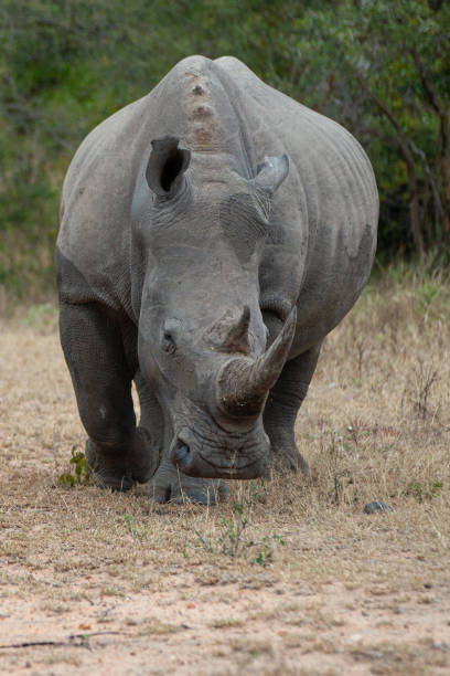 istock White Rhino 1282618138