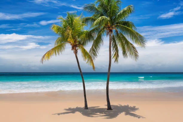 istock Paradise Caribbean sunny beach 1282618171