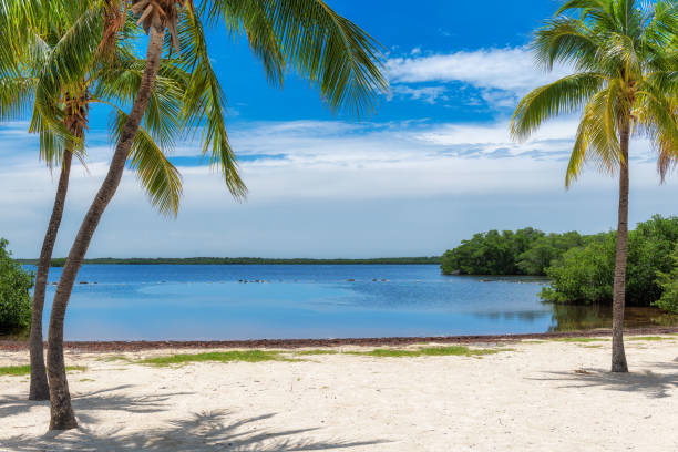 istock Palm trees on the tropical beach 1282618177
