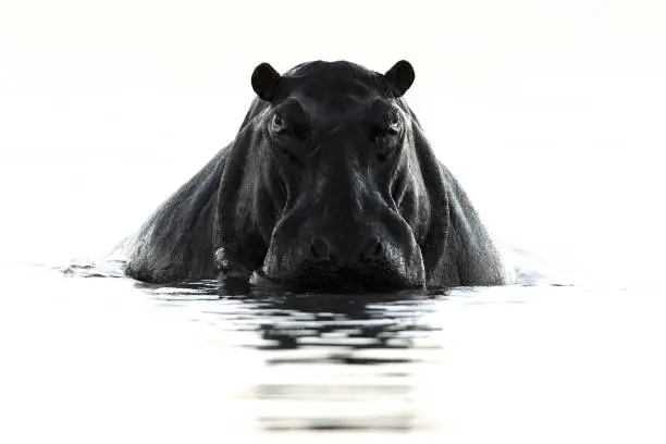 A Hippo in the water in Chobe National Park, Botswana.