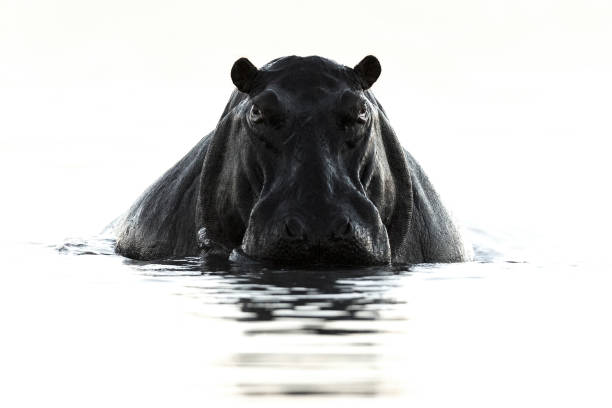 a hippo in the water in chobe national park, botswana. - safari animals africa animals in the wild hippopotamus imagens e fotografias de stock