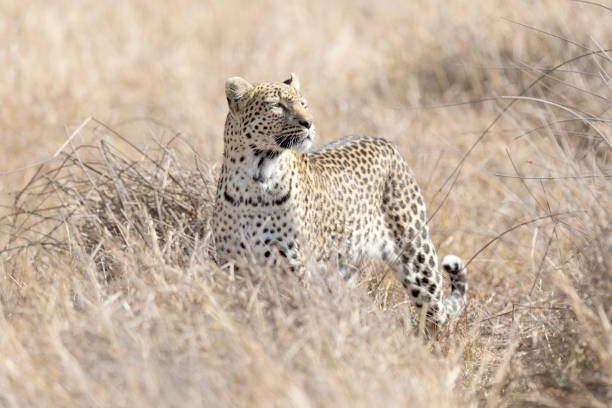 istock A Leopard in Chobe National Park, Botswana. 1282618368